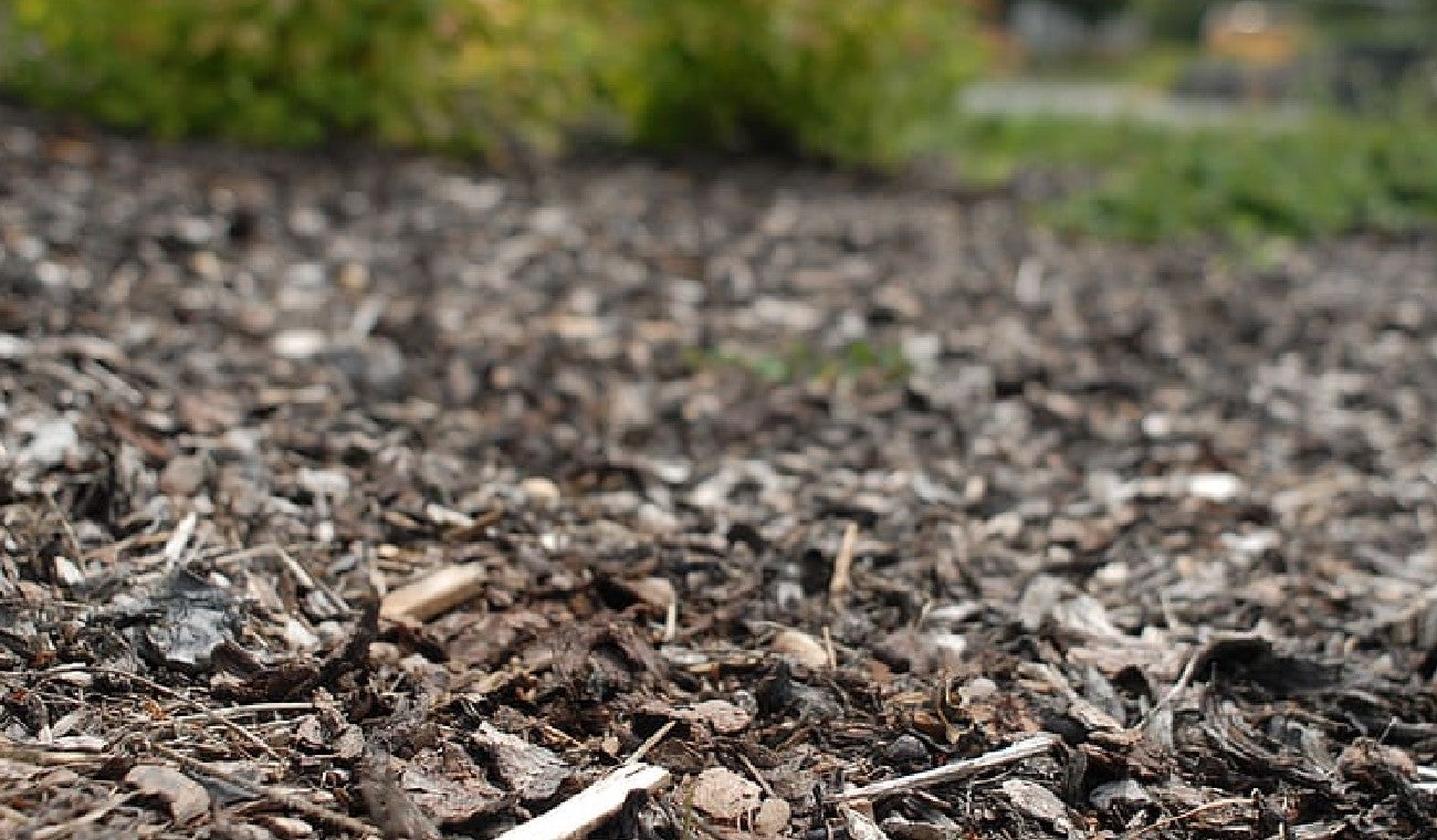 Anciano se enterró vivo en su casa