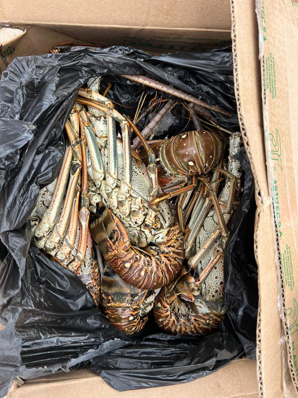 Inpec incautó langostas y frutos del mar que pretendían ingresar ilegalmente a la cárcel La Picota de Bogotá