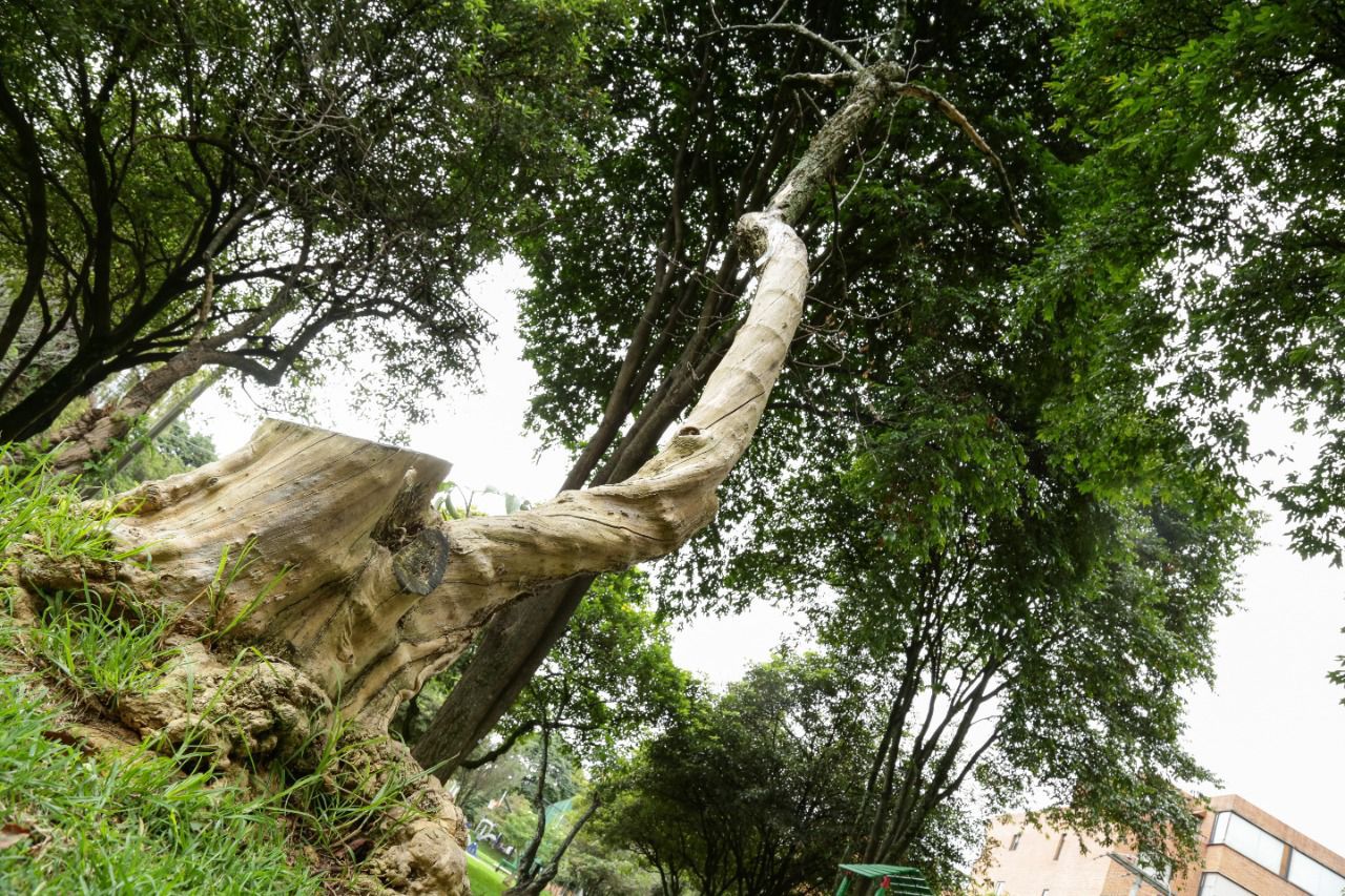 Caída de árboles en Bogotá