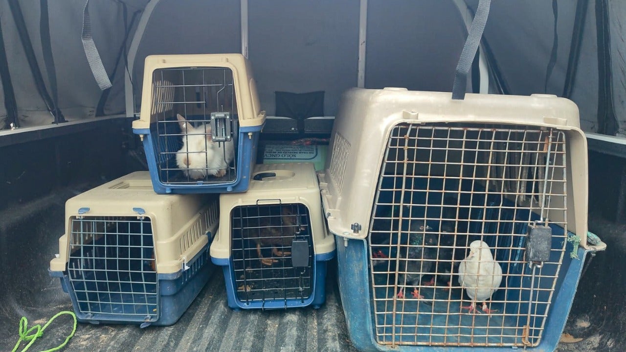 Más de 250 animales fueron valorados en operativo en el 20 de Julio