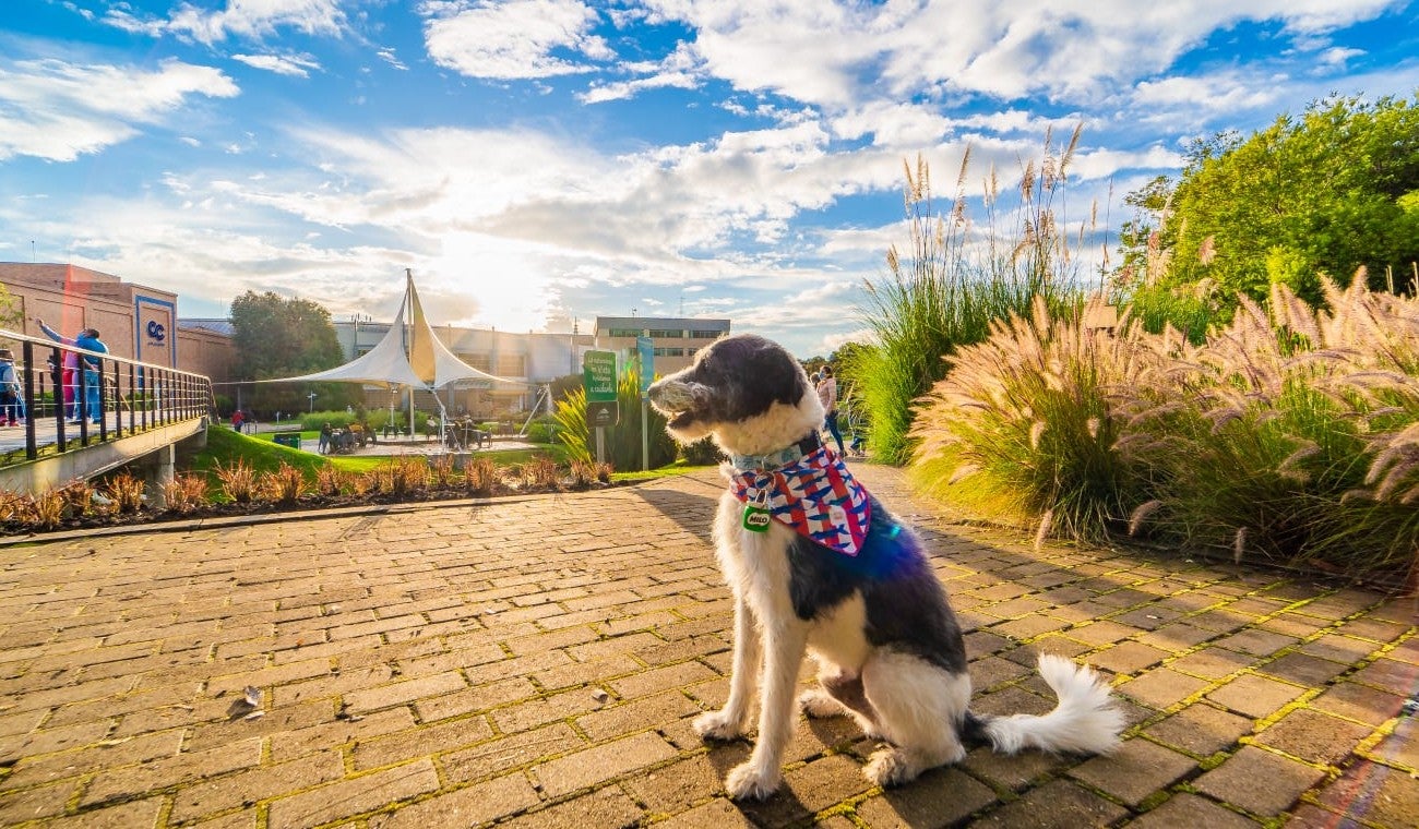 “Patitas x tapitas” recibe apoyo en Chía para salvar perritos abandonados