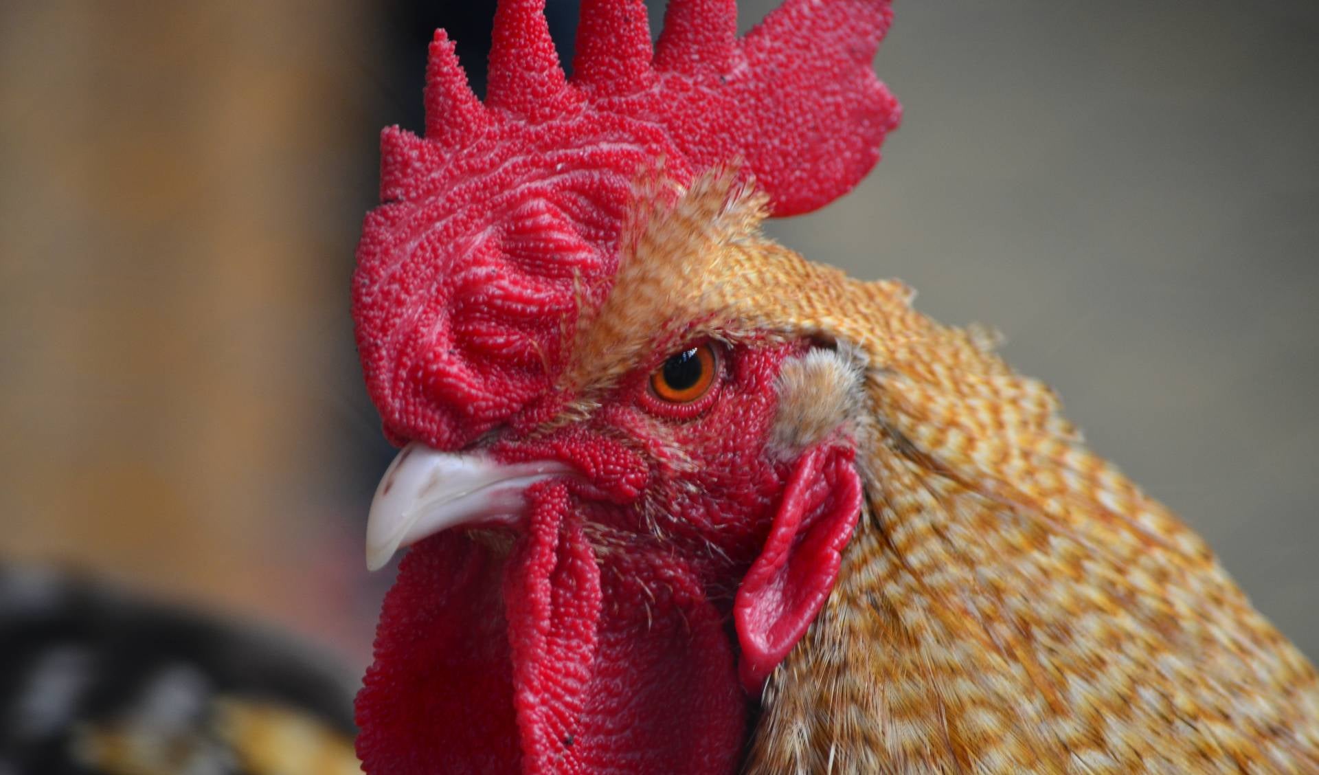 Hombre demandó a su vecina porque su gallo le cacarea 200 veces al día