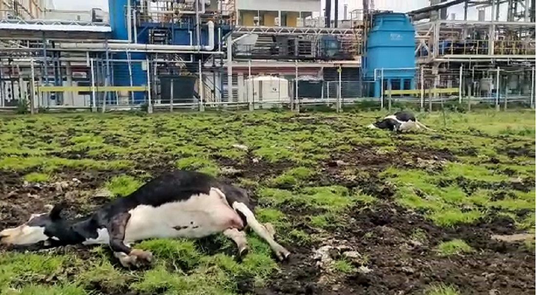 muerte de 12 vacas en Funza, Cundinamarca