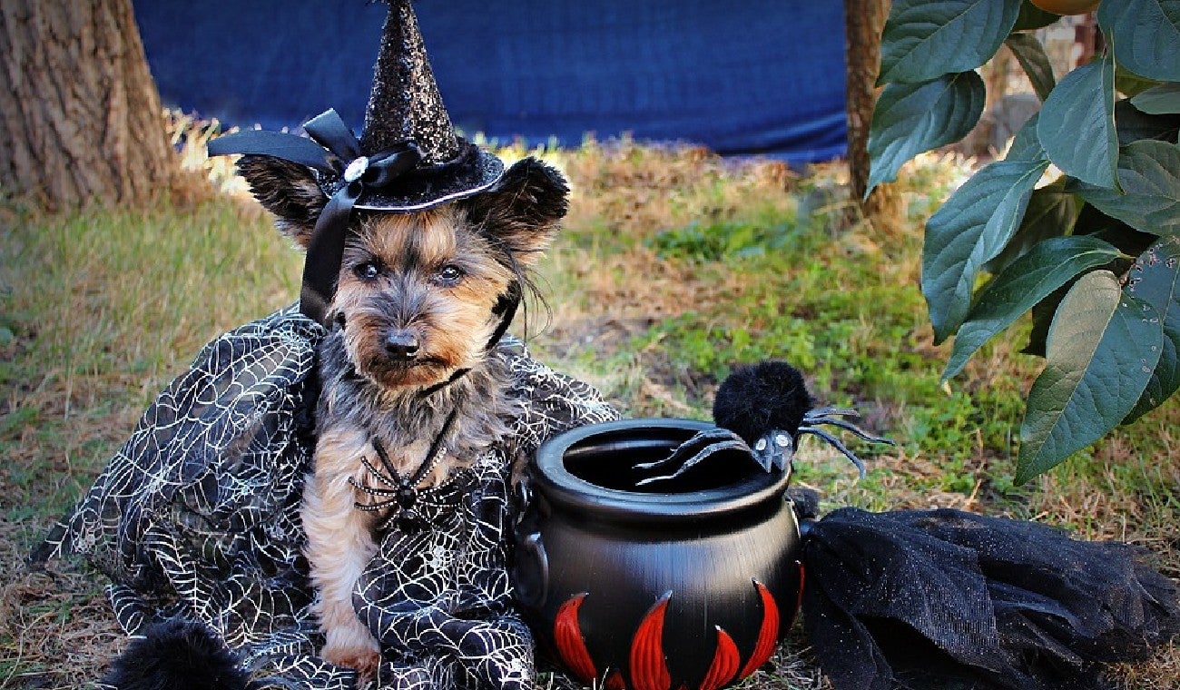 Desfile de disfraces de mascotas en Bogotá