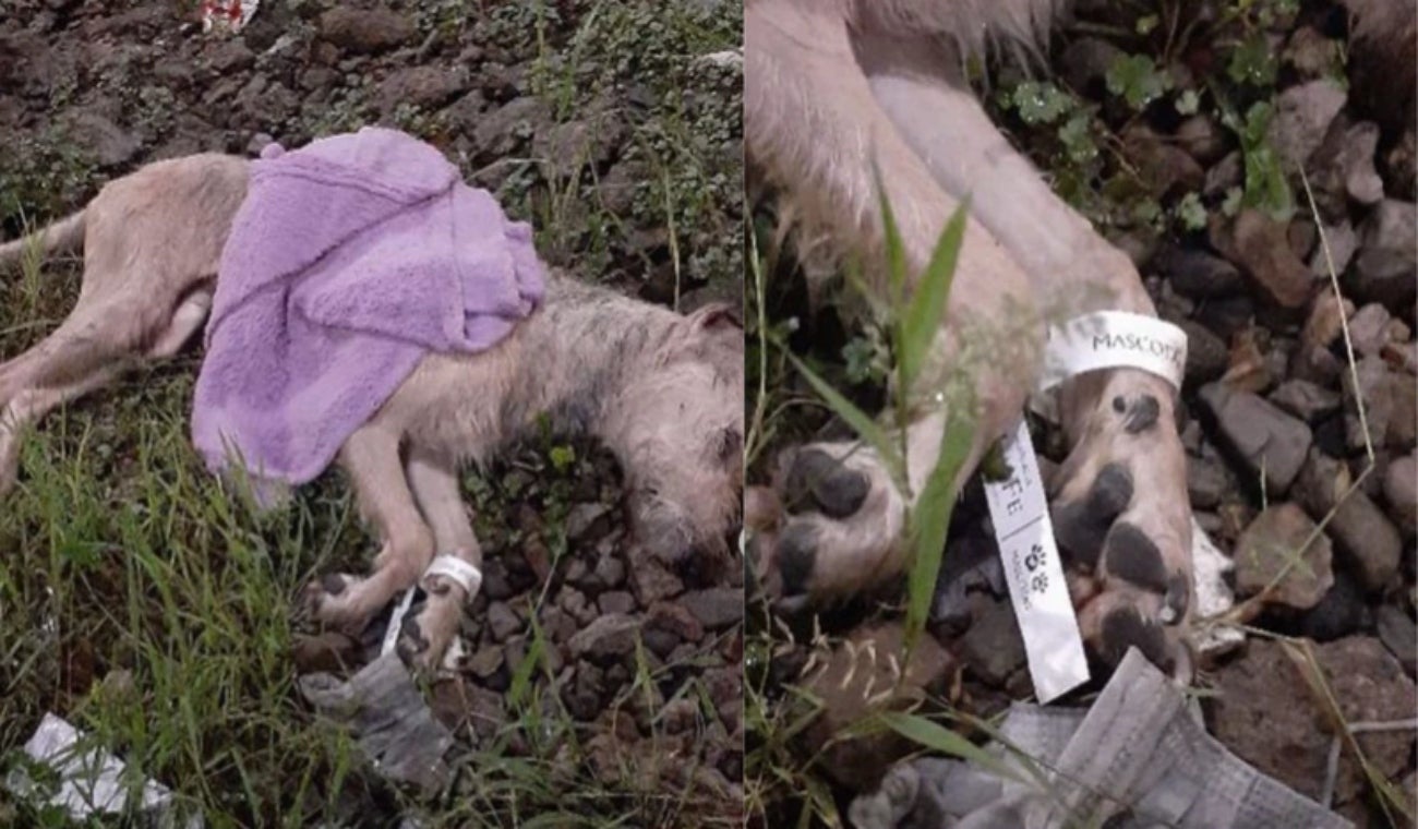 Perro abandonado en calle de Bogotá: tendría servicios funerarios