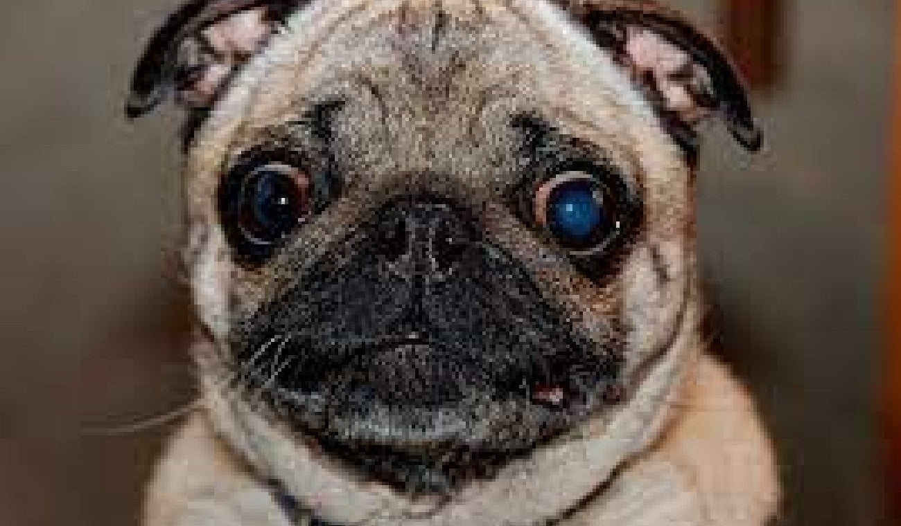 PUG