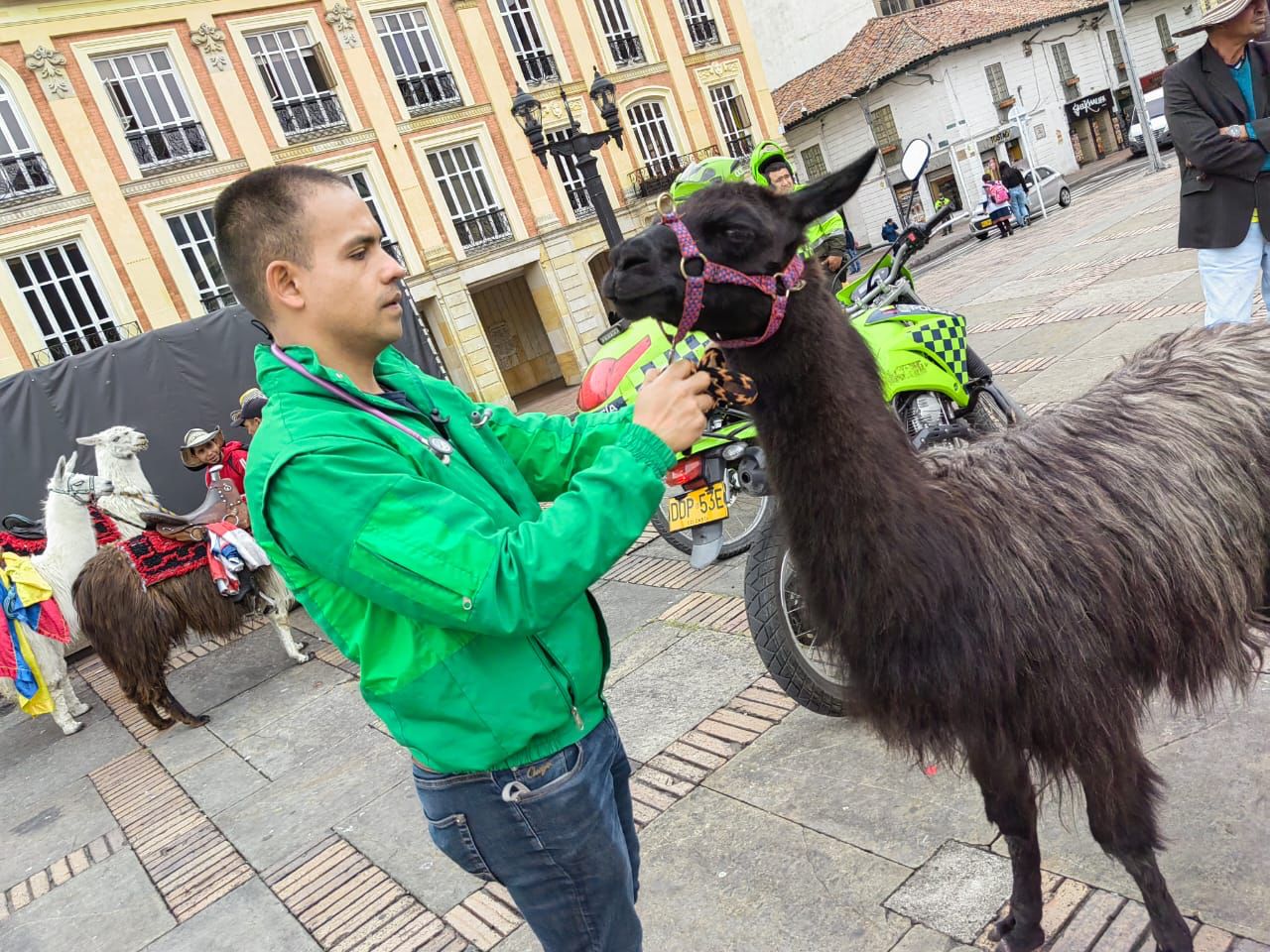 Rescate de llamas en el centro de Bogotá