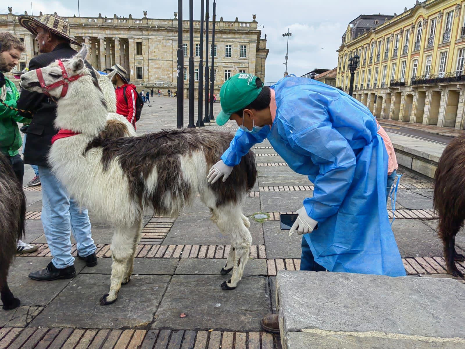 Rescate de llamas en el centro de Bogotá