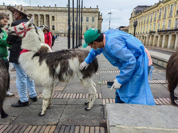Rescate de llamas en el centro de Bogotá