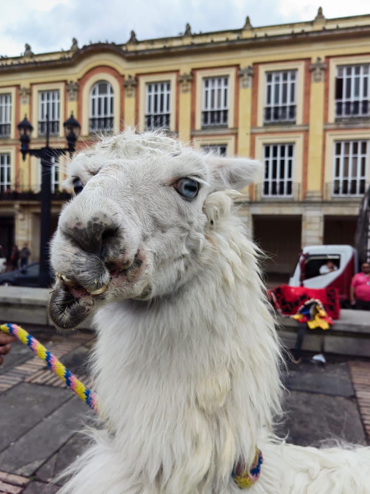 Rescate de llamas en el centro de Bogotá
