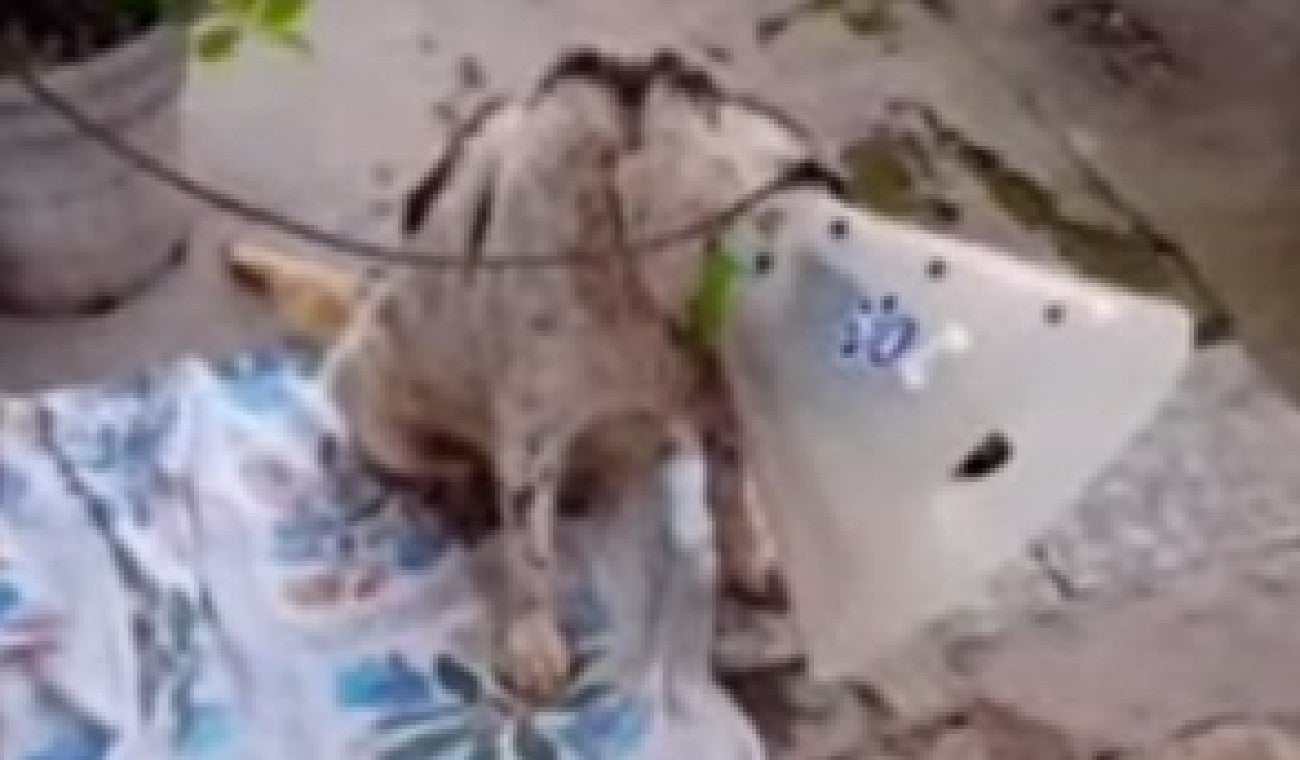 Perro quemado con agua caliente en Villeta