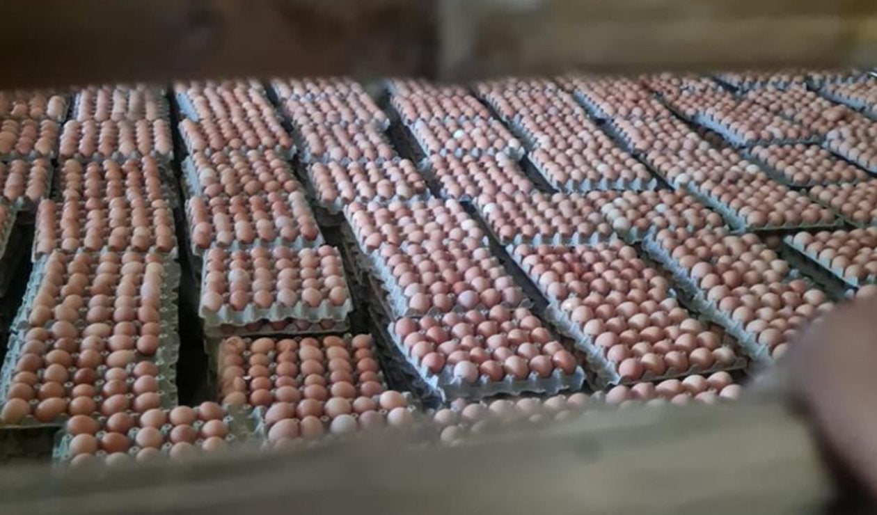 Cubetas de huevos para vender