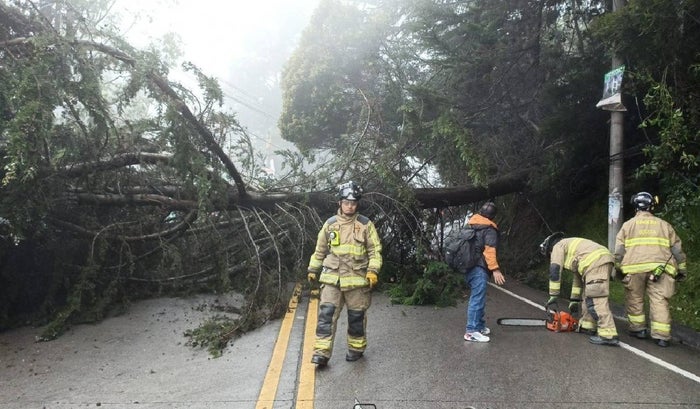 Trancón en La Calera por caída de árbol