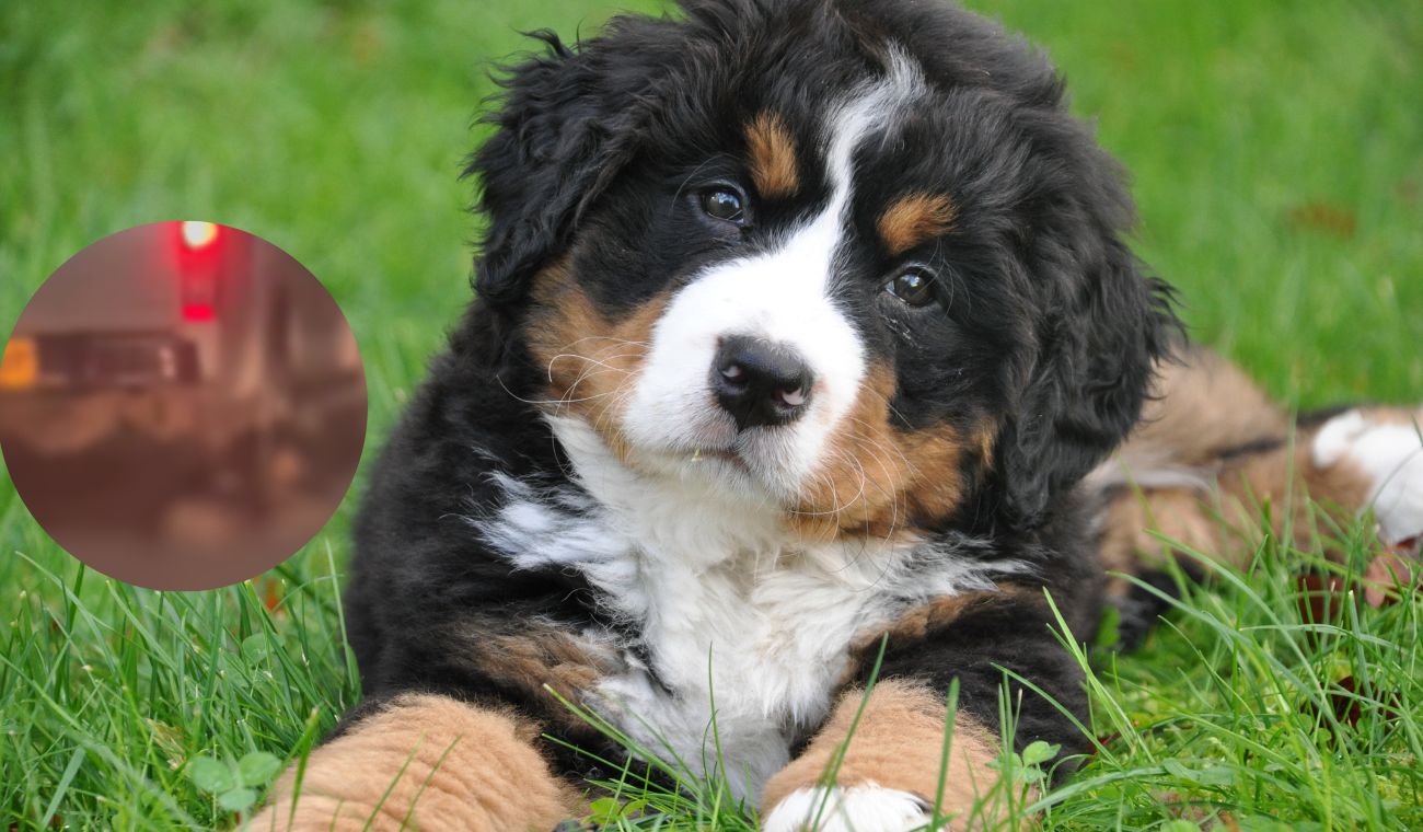 Camioneta arrastró un perro por la carretera