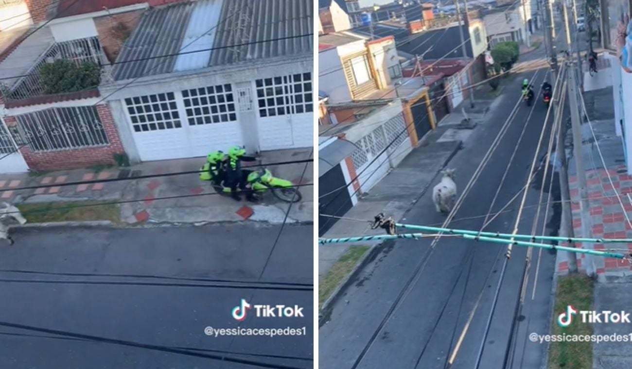 Un toro se escapó del matadero