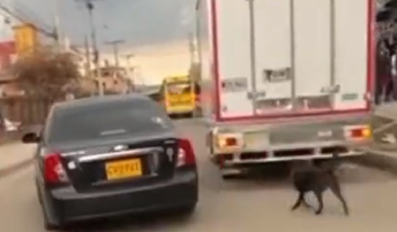 Perrita fue abandonada y persiguió el carro de su dueño por varias cuadras en Suba