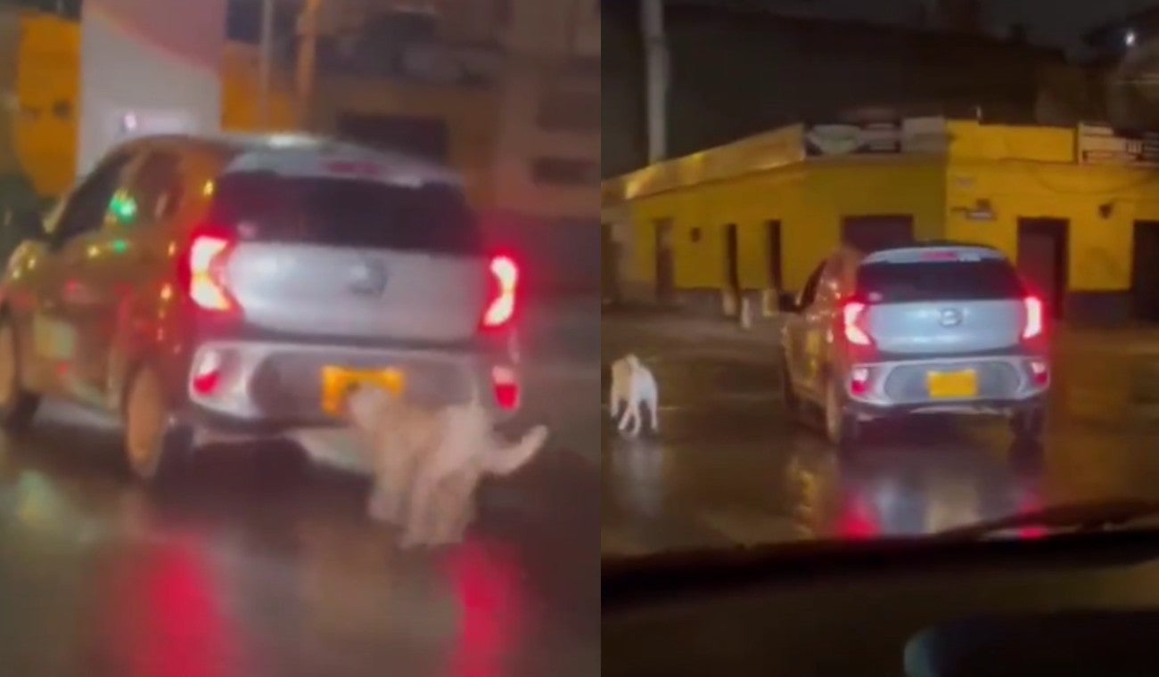 Perro abandonado persigue a su familia