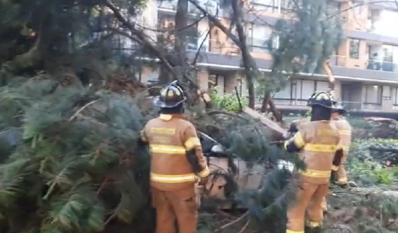 Caída de árbol en la 127