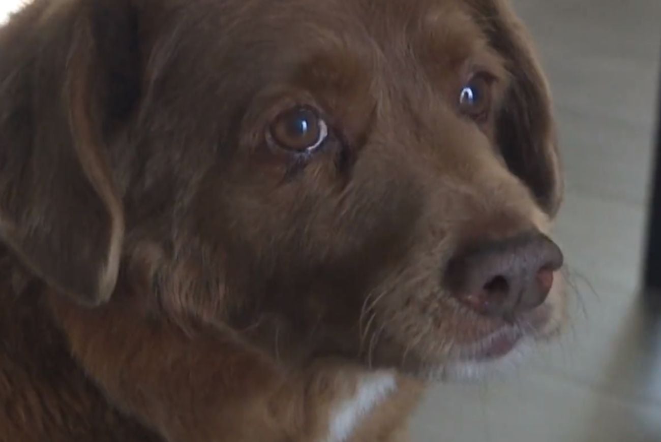 Bobi el perro más viejo del mundo