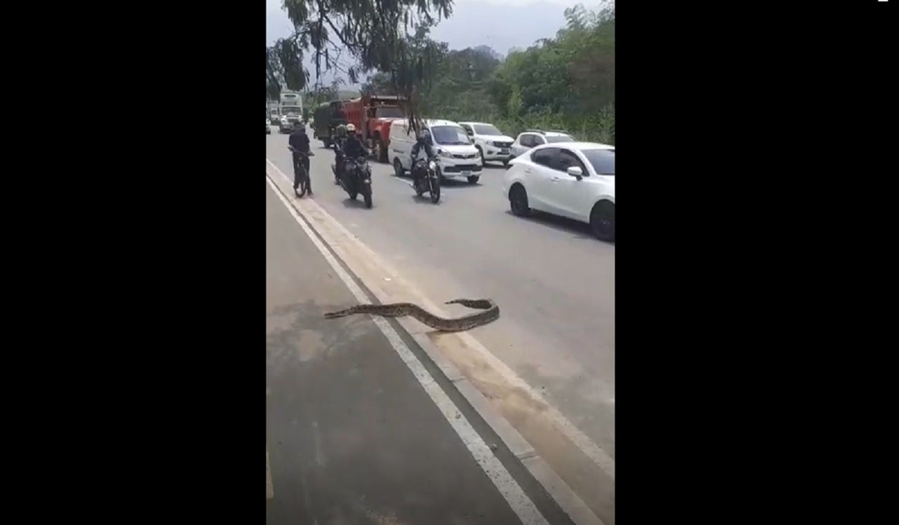 Boa en la Autopista Norte