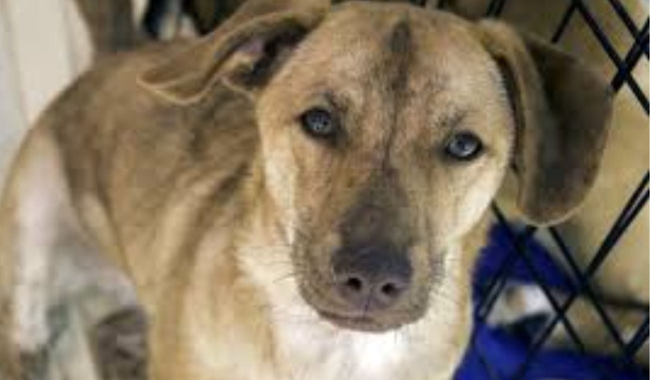 Adopción de mascotas - fundaciones en Bogotá