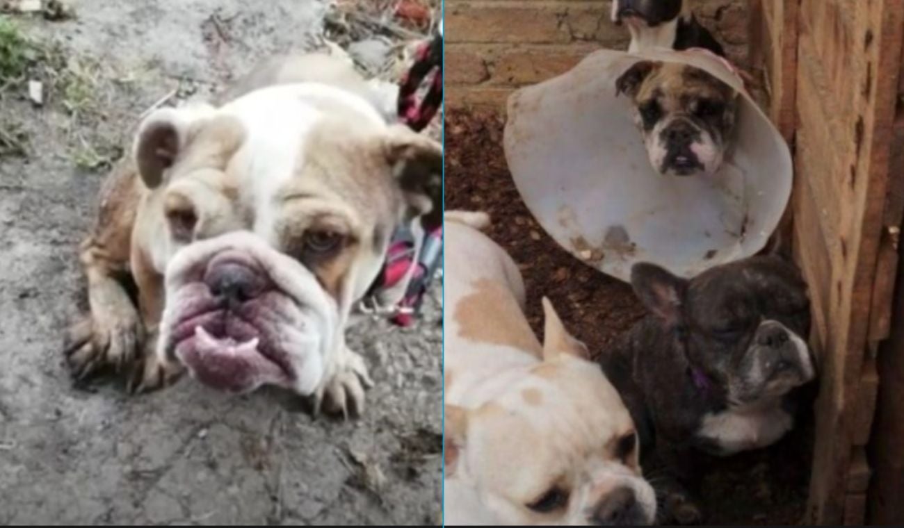 Maltrato animal en Cundinamarca