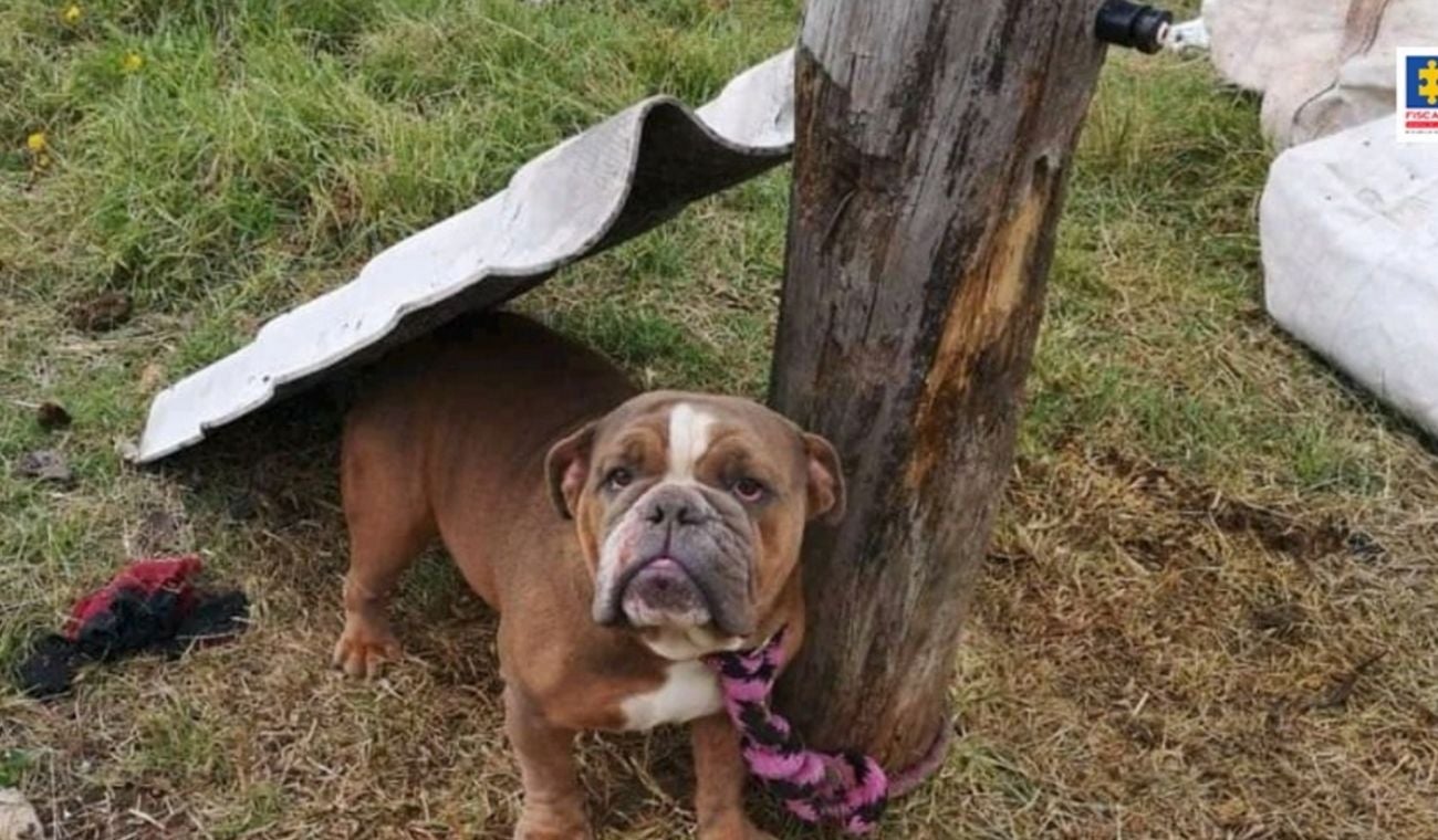 Maltrato animal en Cundinamarca