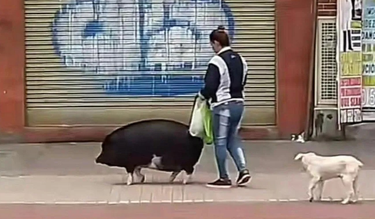 Cerdo mascota en Bogotá