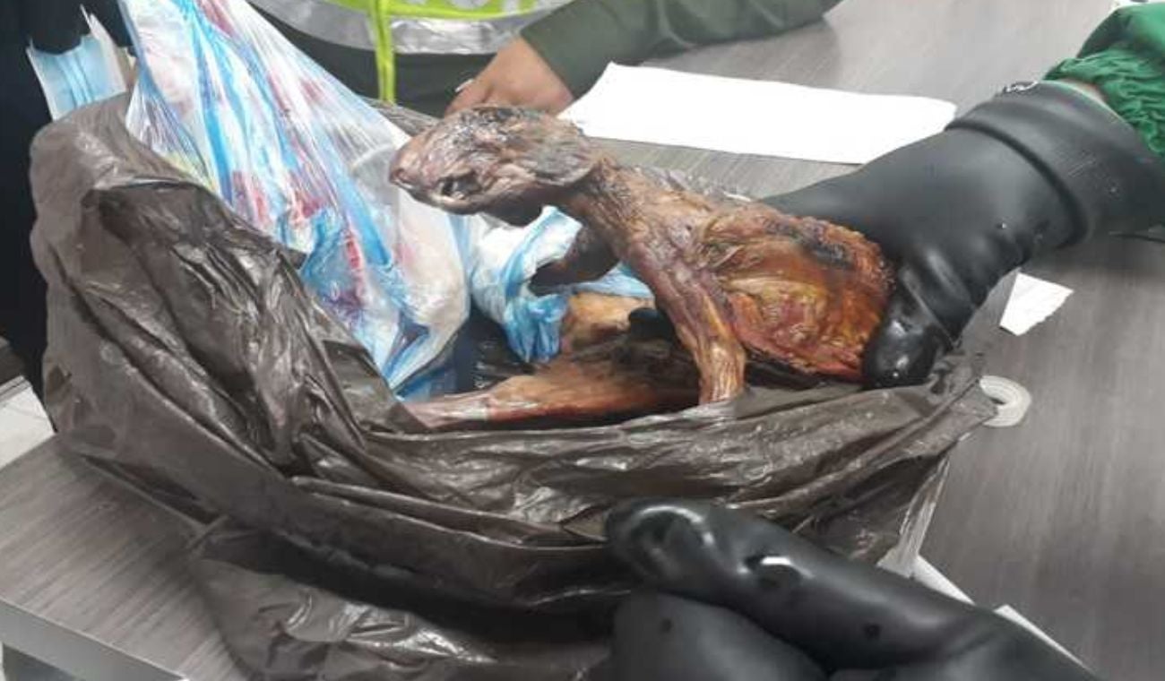Carne de animal silvestre incautada en Bogotá