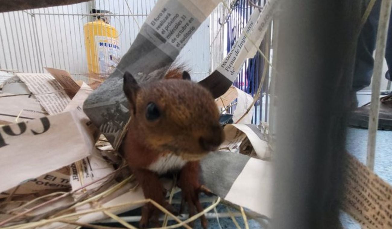 Animales silvestres incautados en Bogotá