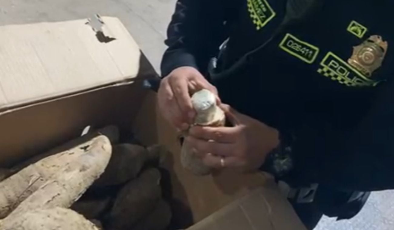 Policía encontró marihuana camuflada dentro de yuca