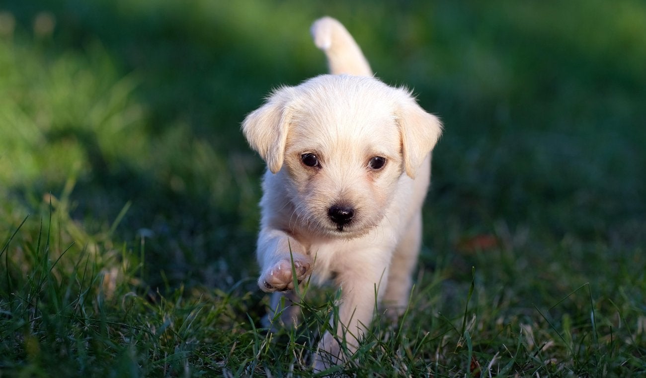 Perro | Adopción de perros