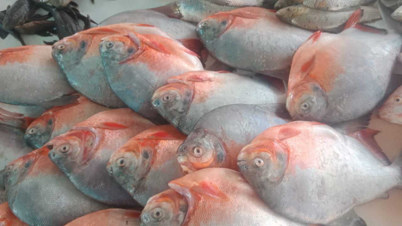 La cachama es una variedad de pescado de río.