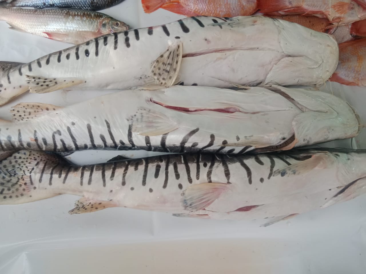 El bagre tiene un sabor especial.