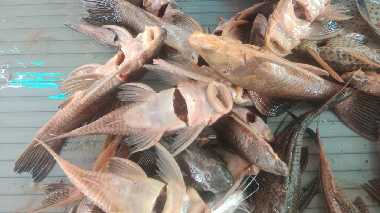 Las Cuchas segun los pescadores tienen una gran sustancia.