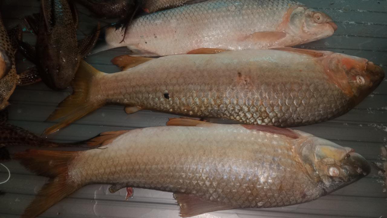 El pescado de río tiene un exquisito sabor.