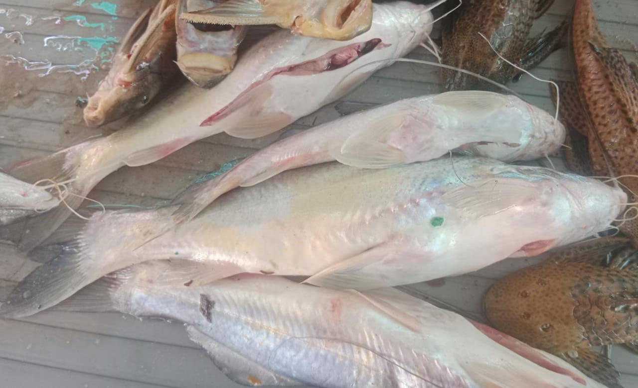 El capaz es muy solicitado en los restaurantes.