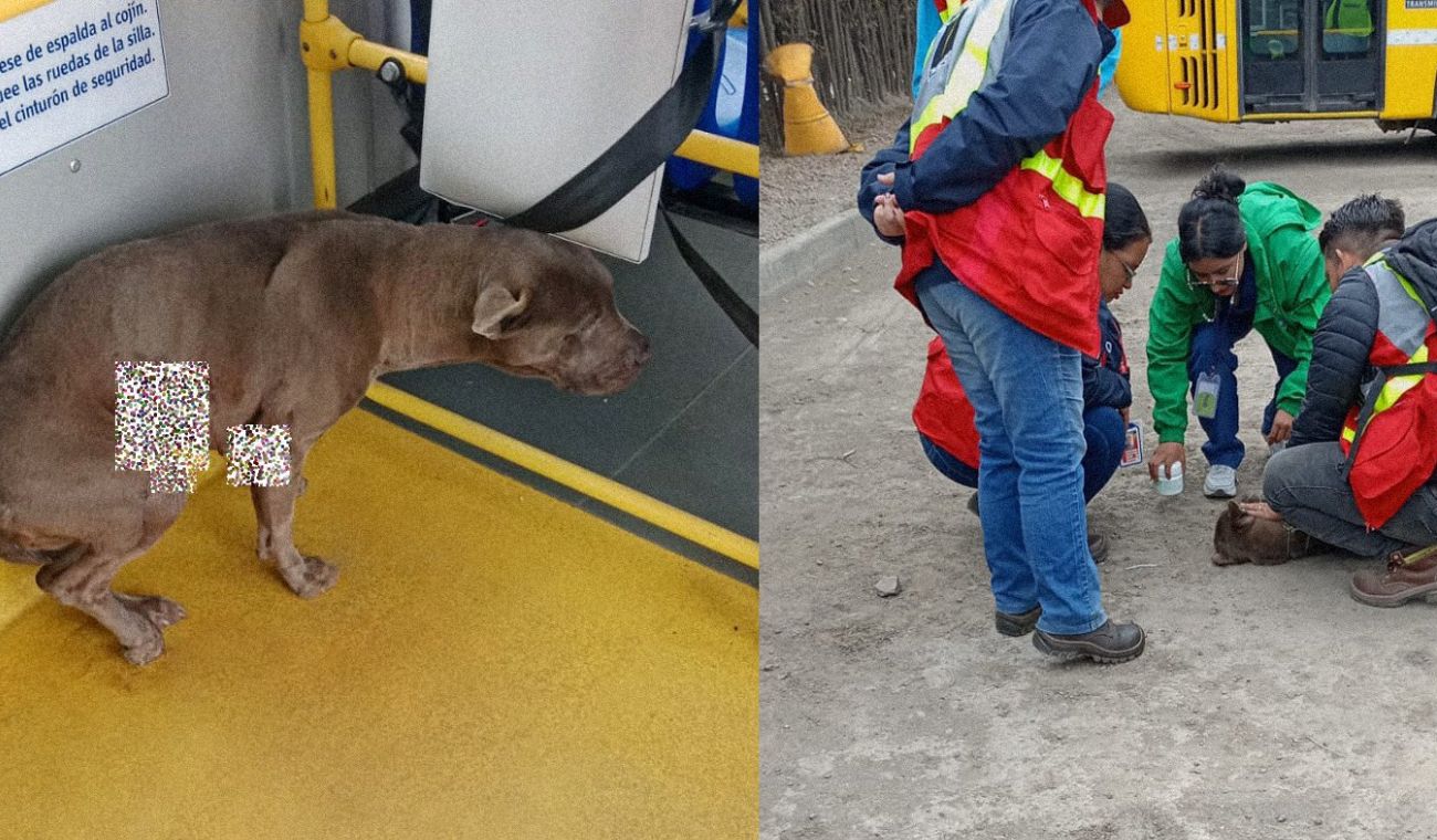 Perrita maltratada se subió a TransMilenio