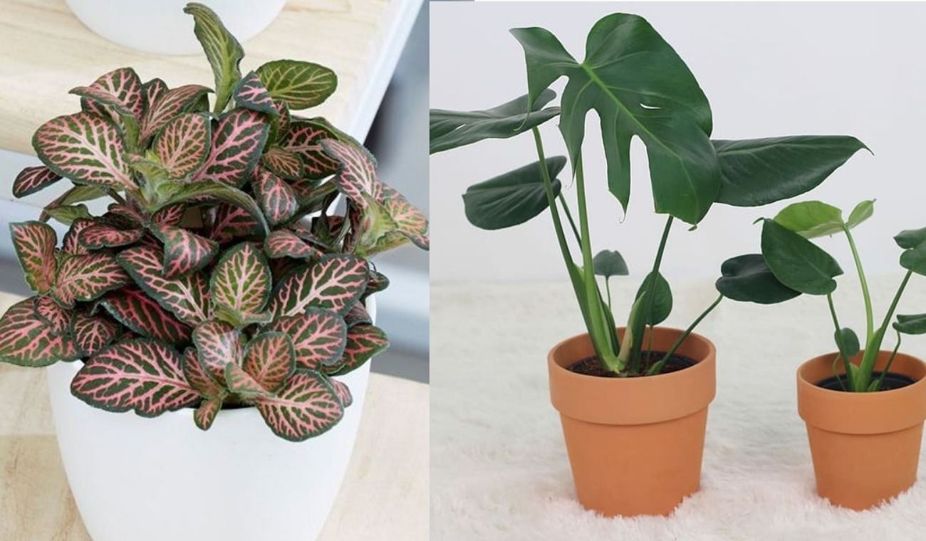 Ideas de regalo para el día de la madre