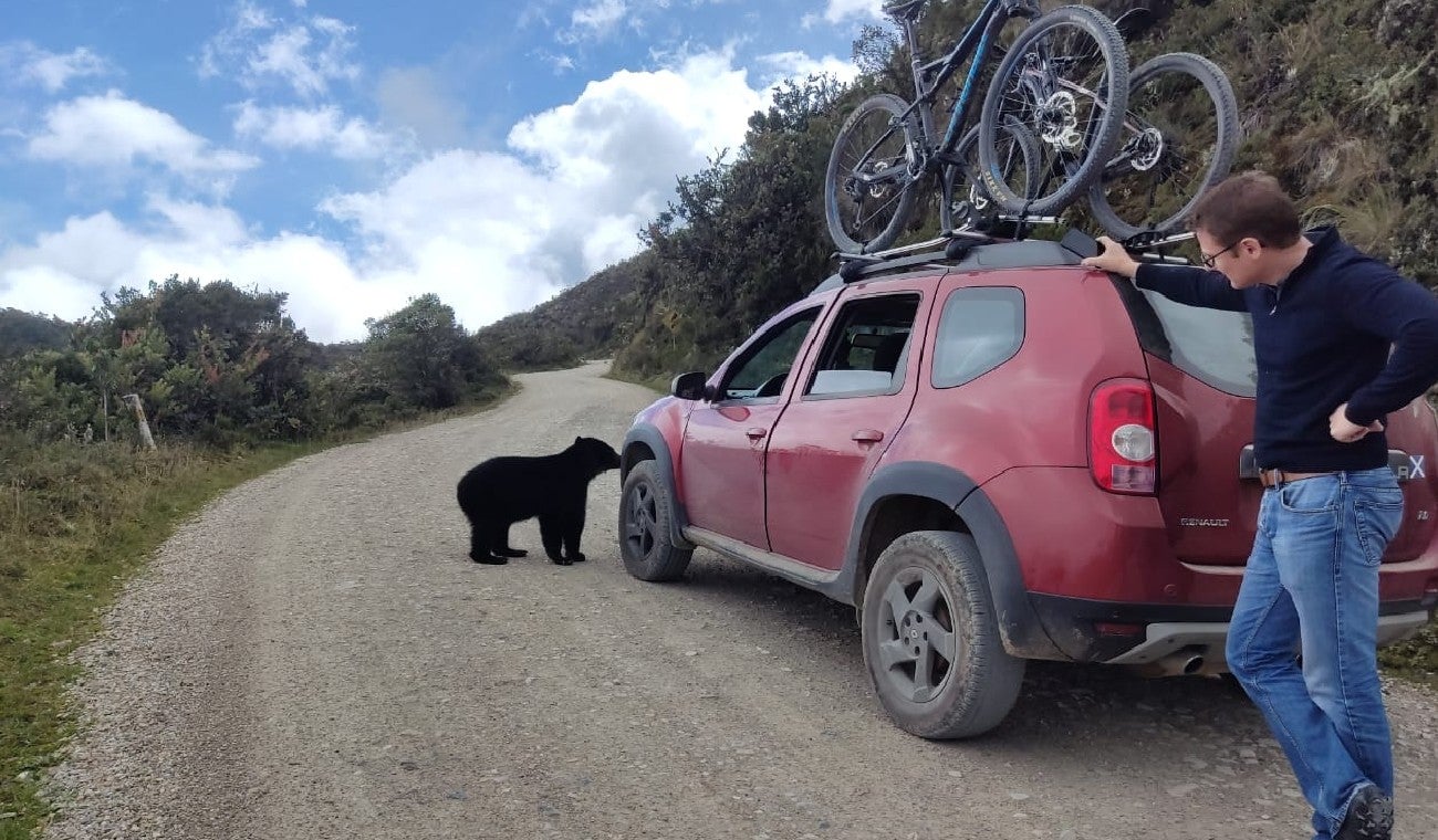 Oso de anteojos en Cundinamarca