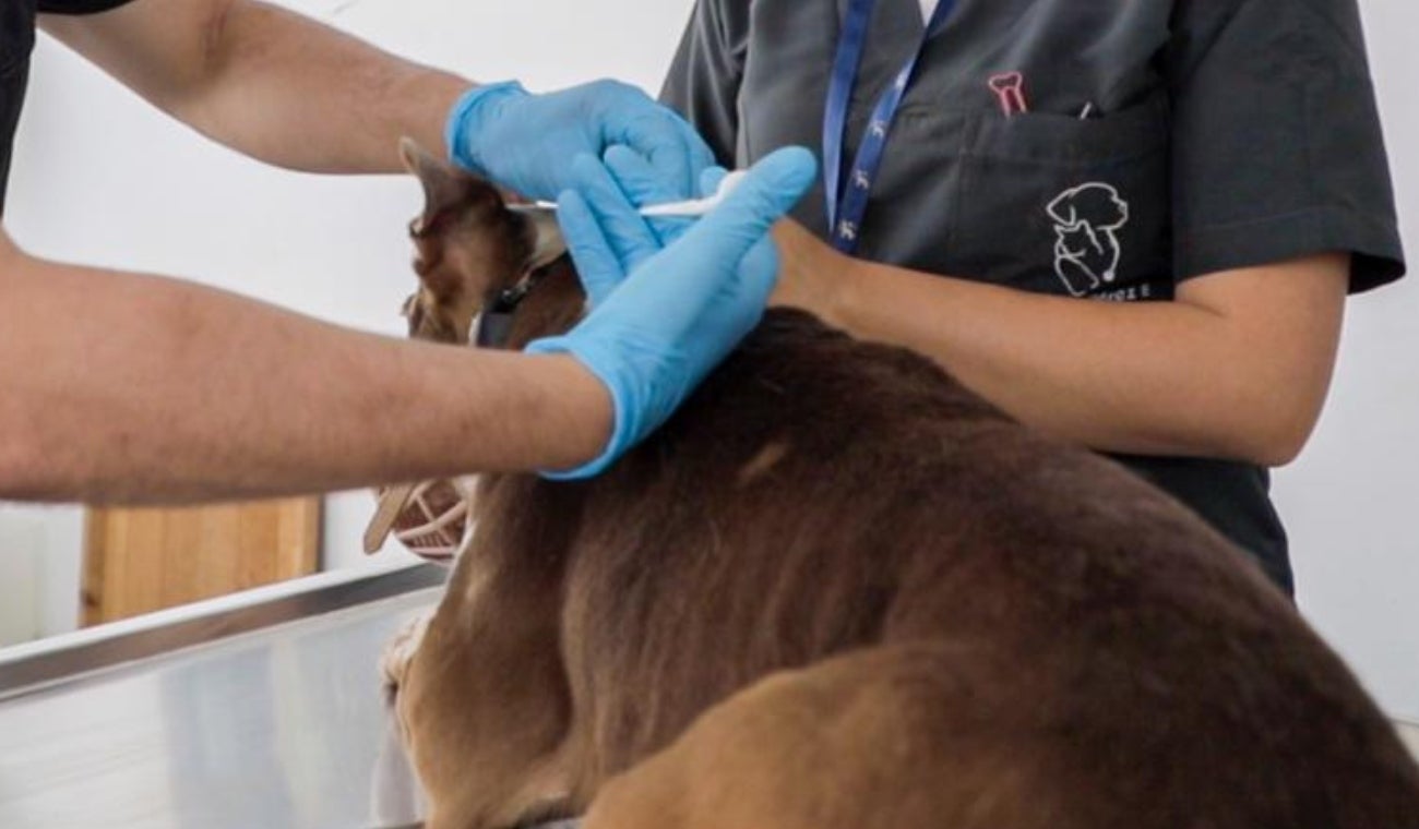 Vacunas para mascotas