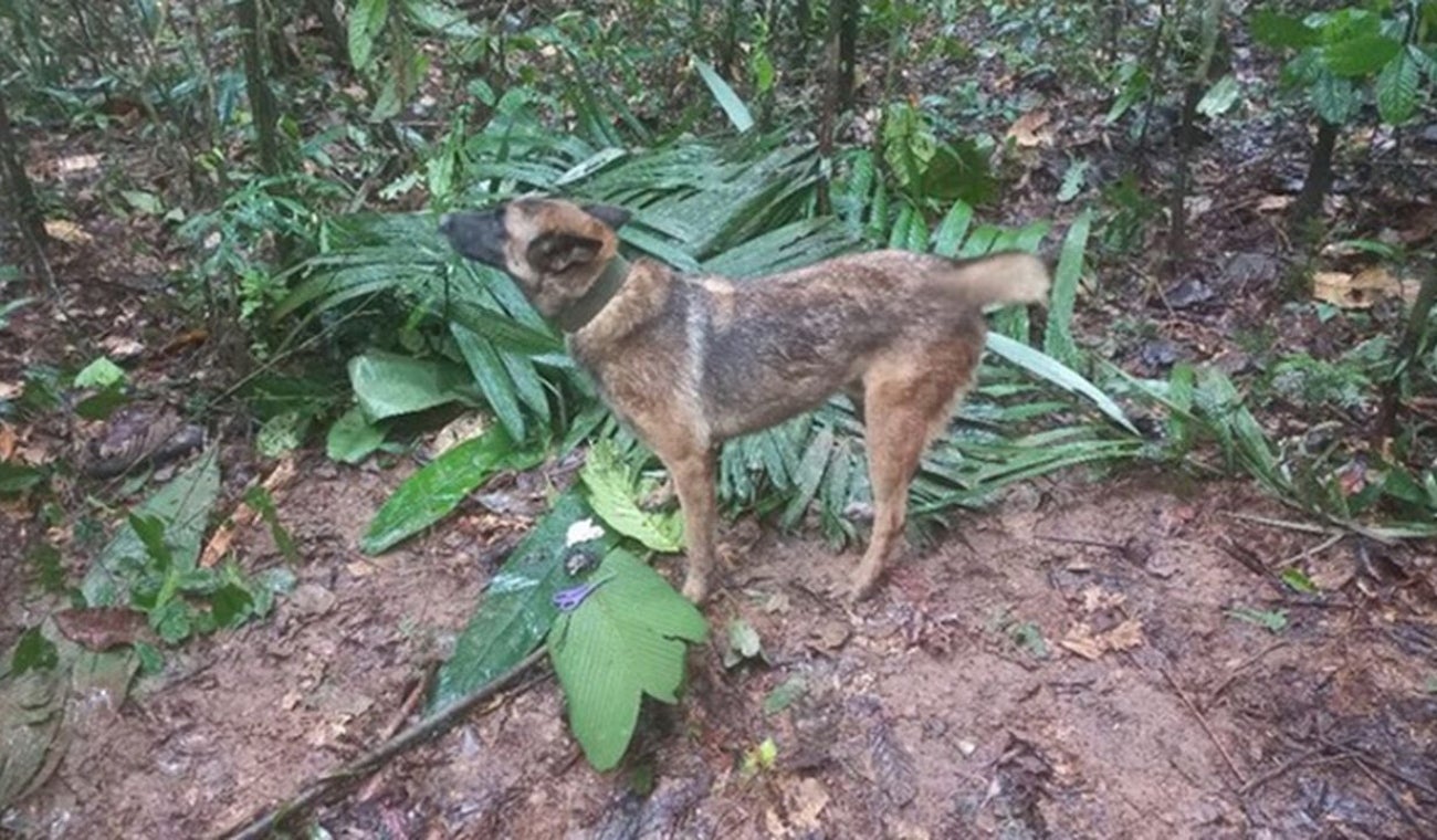 Wilson, el perro perdido que ayudó en el rescate de los niños