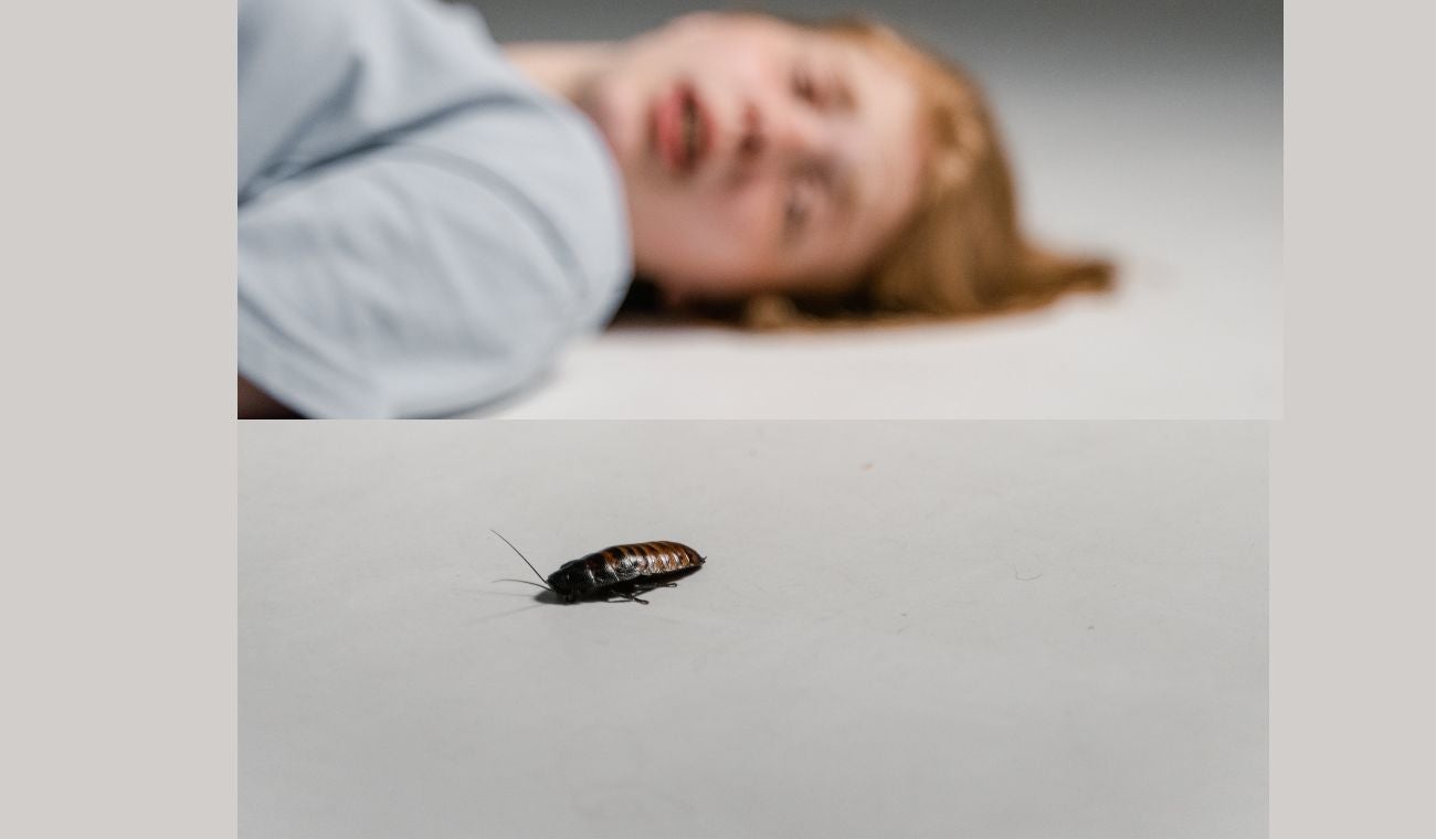 Remedios caseros para deshacerse de las cucarachas