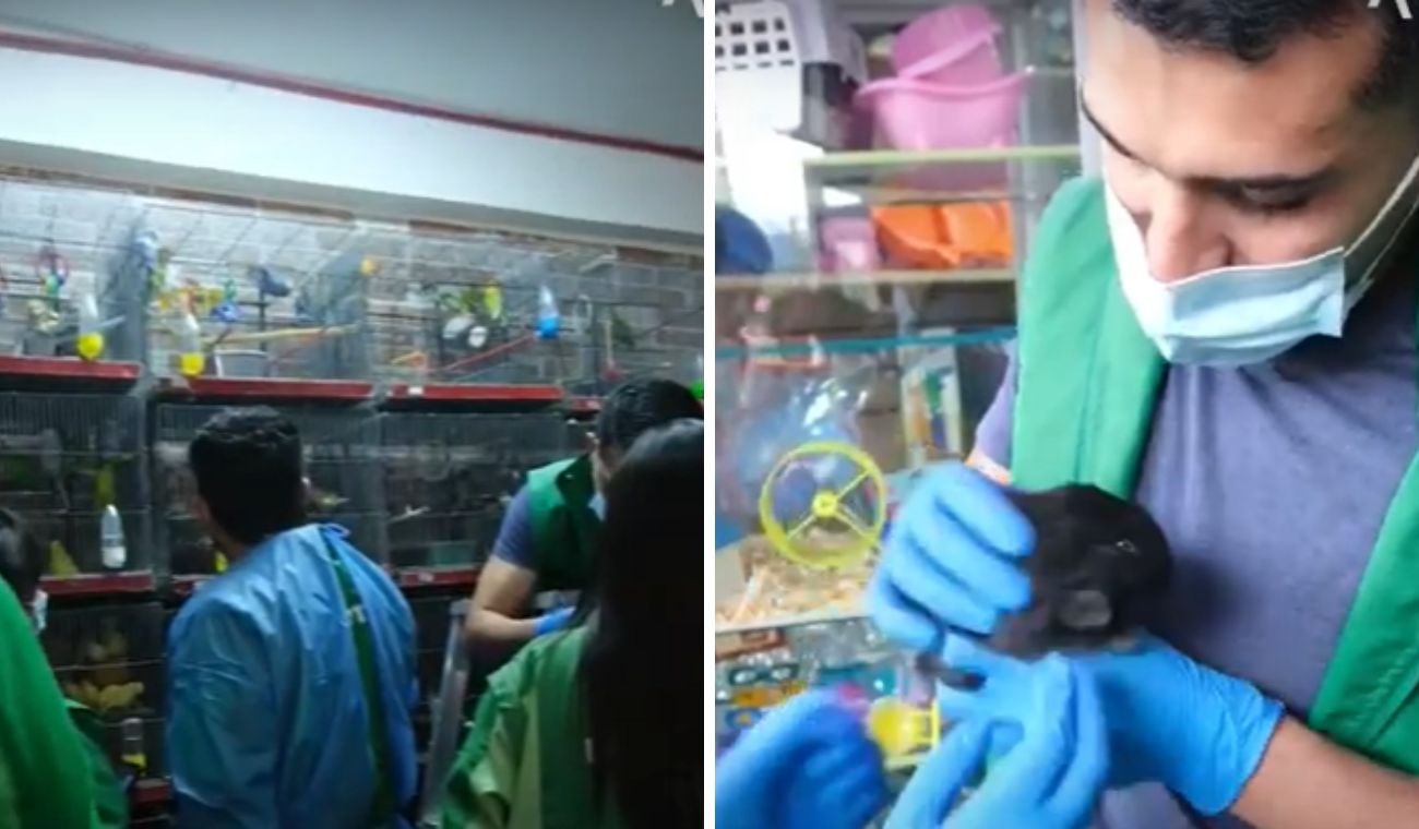 Operativo del Distito en zonas de comercio de animales vivos dejó como resultado 25 rescatados