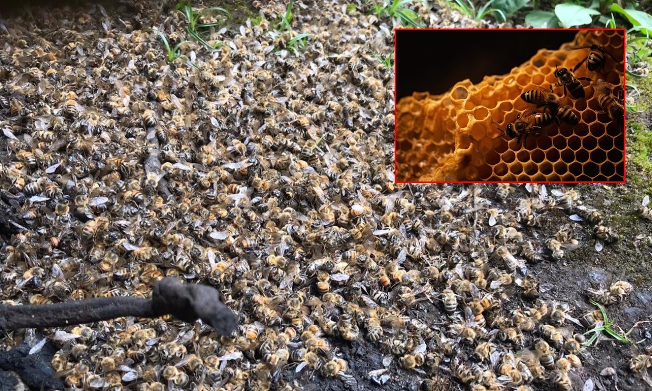 Miles de abejas aparecen muertas cerca a Bogotá ¿Qué pasó?