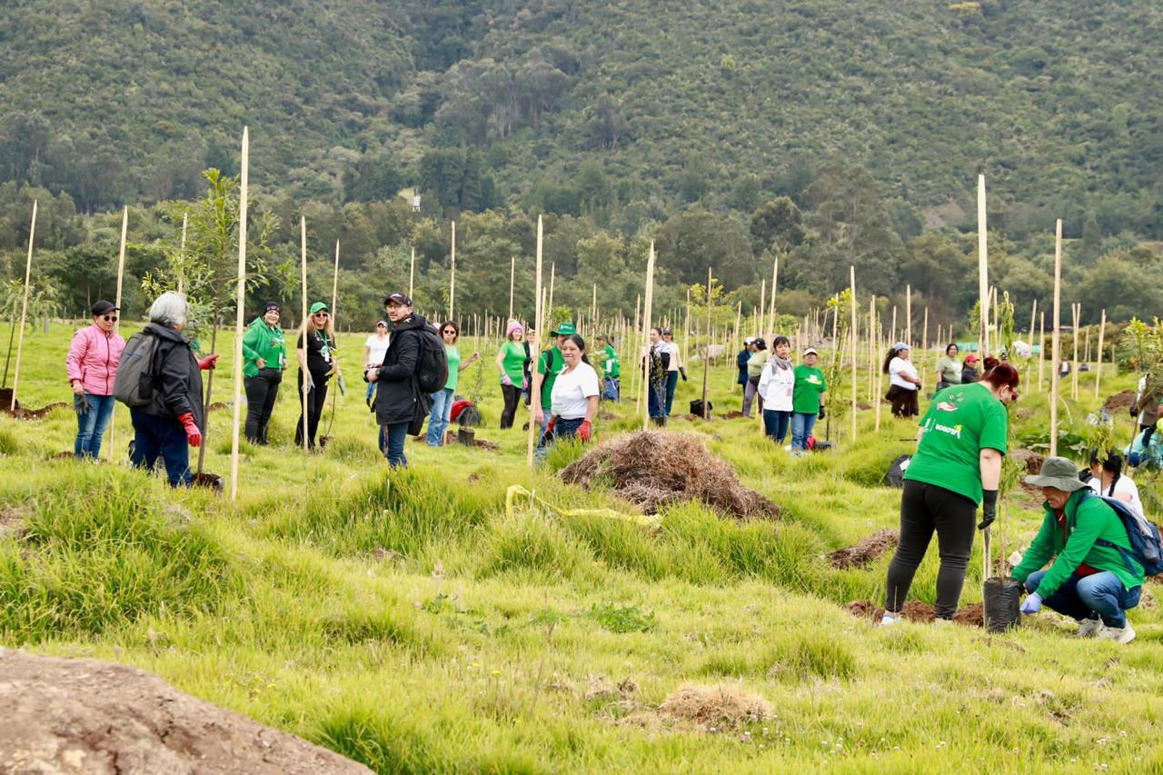 Plantación de árboles en Bogotá