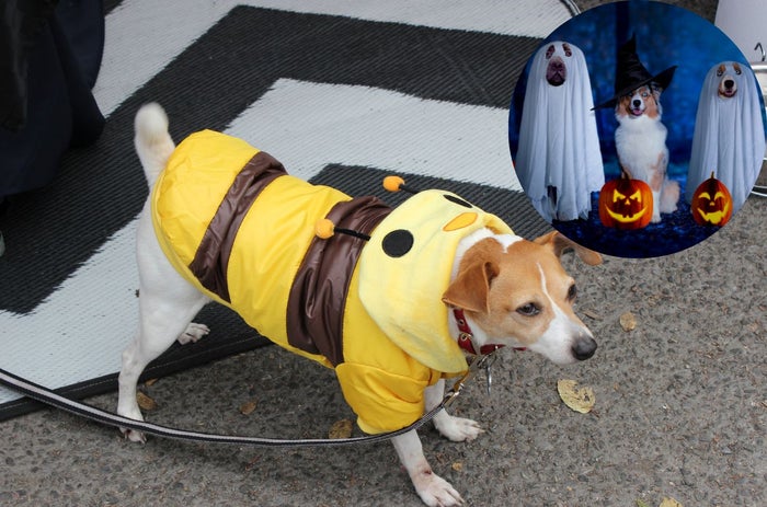 Disfrazar animales en Halloween: recomendaciones para no afectar su salud con químicos