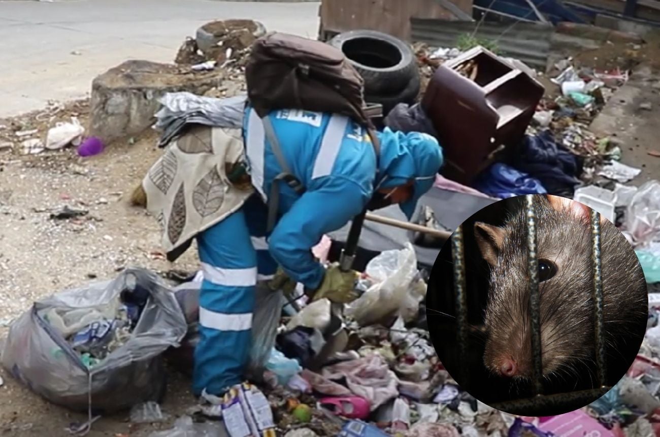 La UAESP realiza operativos para controlar la presencia de roedores en Bogotá