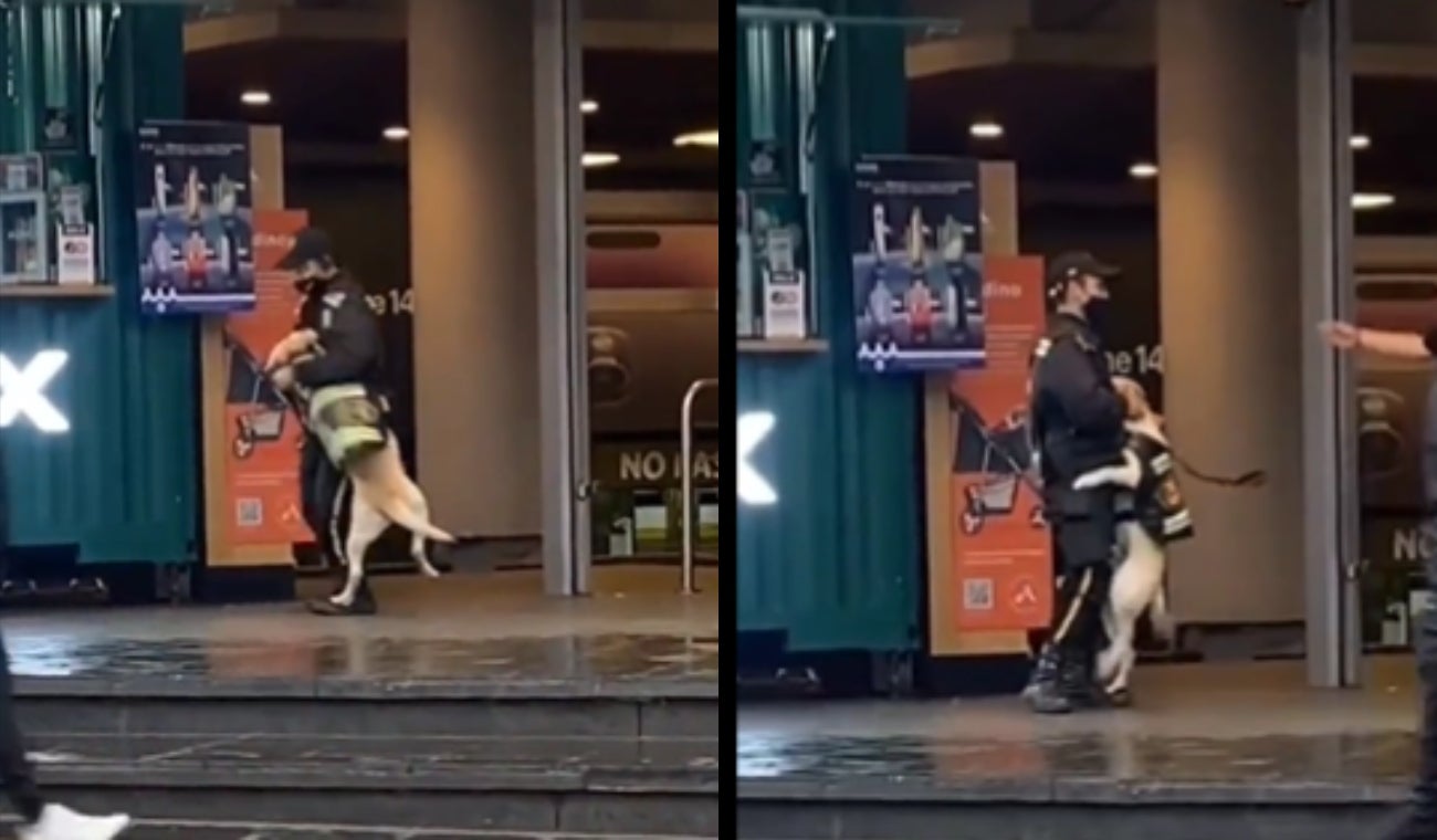 Celador jugando con perrito compañero