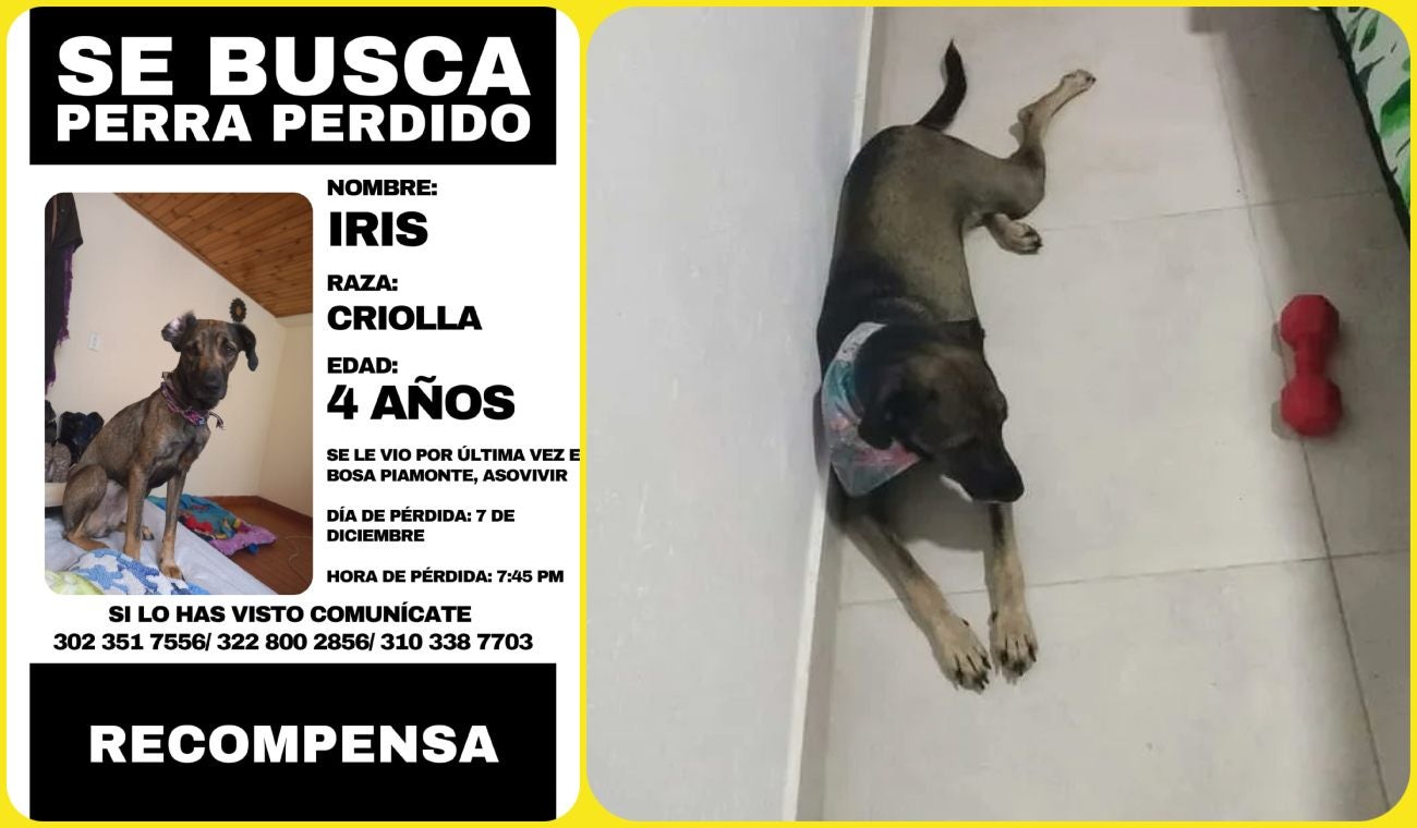 Isis, perrita perdida en Bosa Piamonte